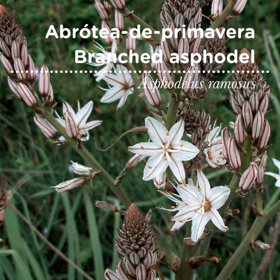 sementes pt tags 01 abrotea sementes pt tags 01 abrotea