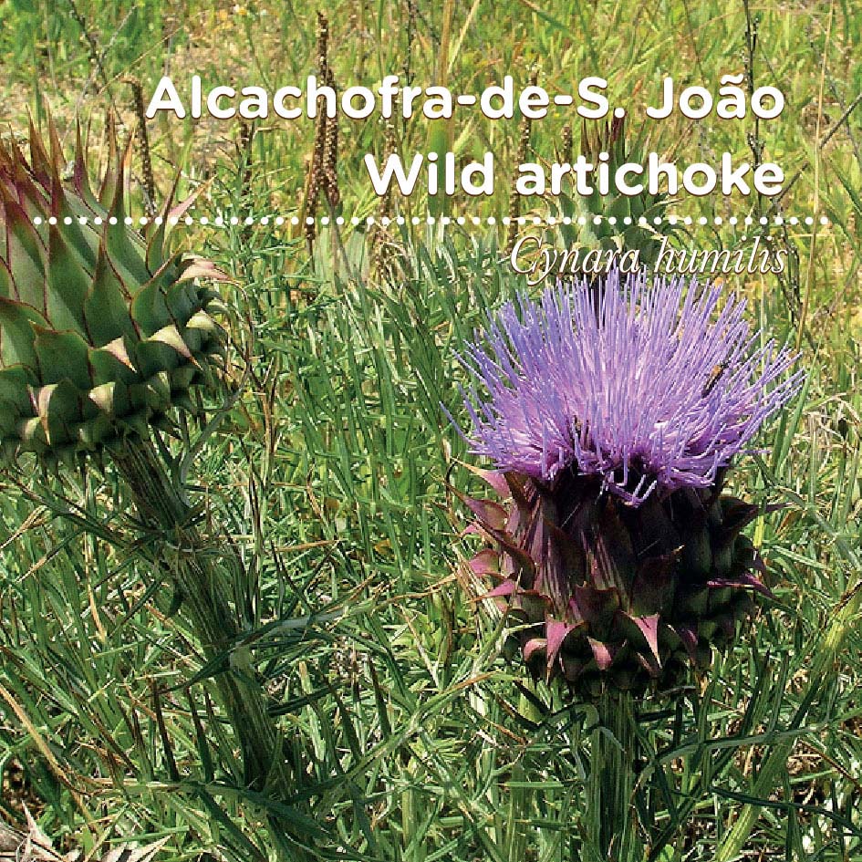 sementes pt tags 03 alcachofra