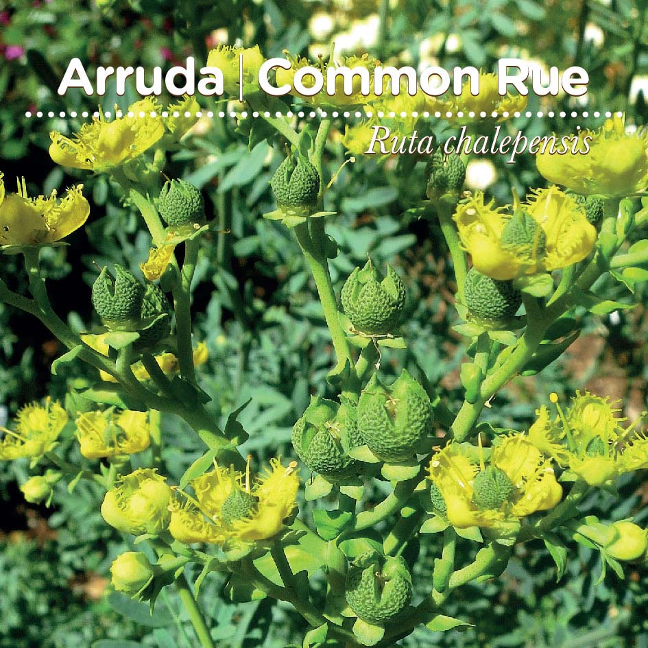 sementes pt tags 07 arruda