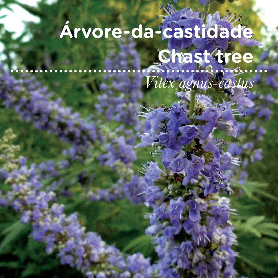 sementes pt tags 08 arvore c sementes pt tags 08 arvore c