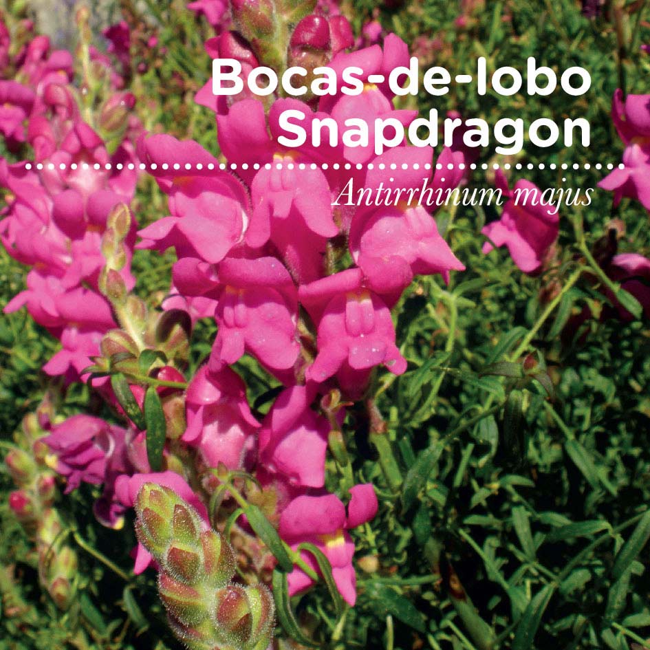 sementes pt tags 10 boca lobo sementes pt tags 10 boca lobo