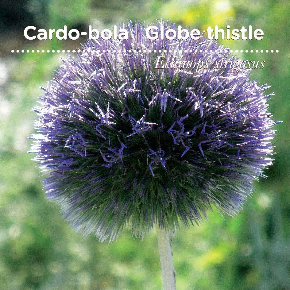 sementes pt tags 14 cardo bola sementes pt tags 14 cardo bola