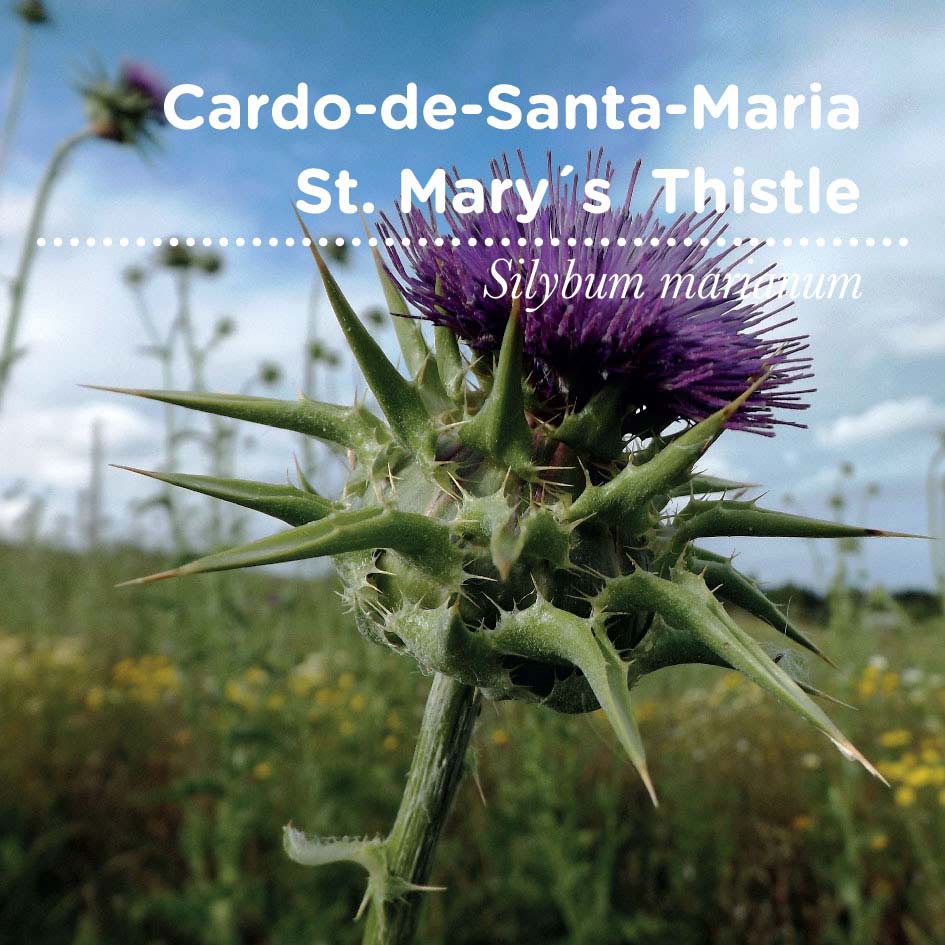 sementes pt tags 15 cardo sta m sementes pt tags 15 cardo sta m