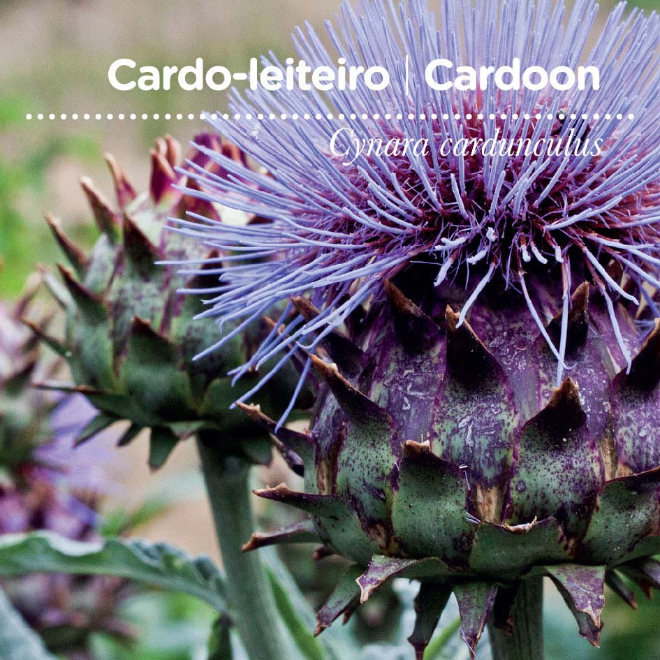 sementes pt tags 16 cardo leiteiro