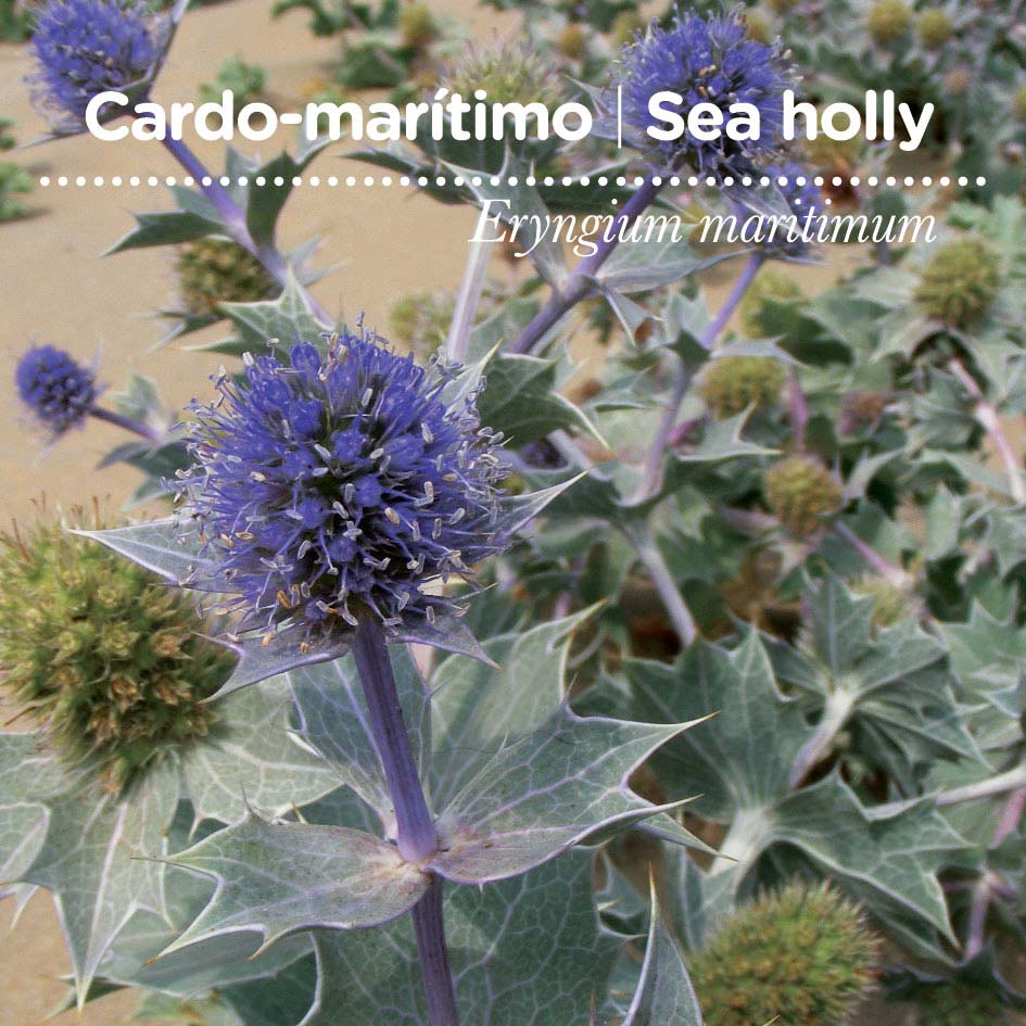 sementes pt tags 17 cardo m sementes pt tags 17 cardo m