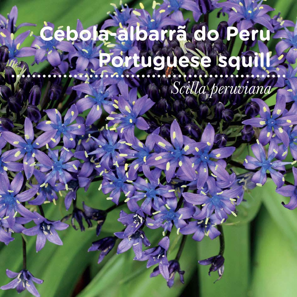 sementes pt tags 19 cebola albarra