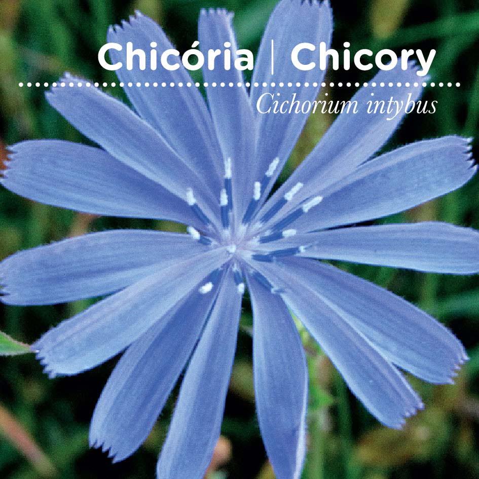sementes pt tags 20 chicoria sementes pt tags 20 chicoria