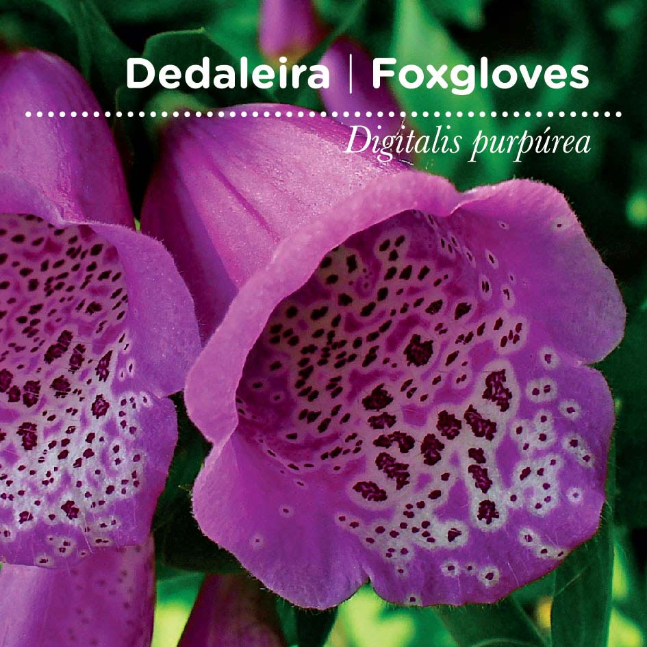 sementes pt tags 21 dedaleira