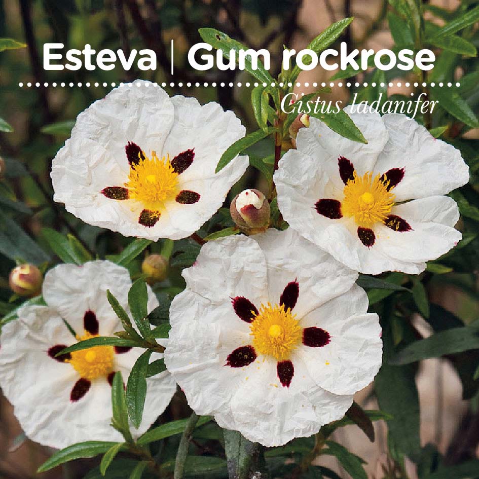 sementes pt tags 22 esteva sementes pt tags 22 esteva