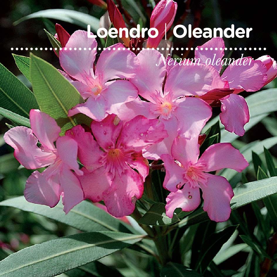 sementes pt tags 29 loendro