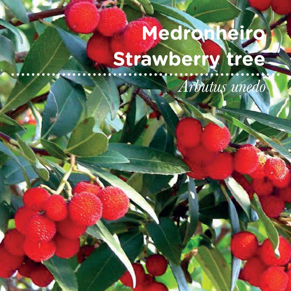 sementes pt tags 32 medronho sementes pt tags 32 medronho