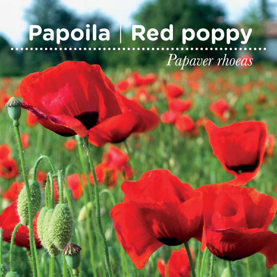 sementes pt tags 35 papoila sementes pt tags 35 papoila