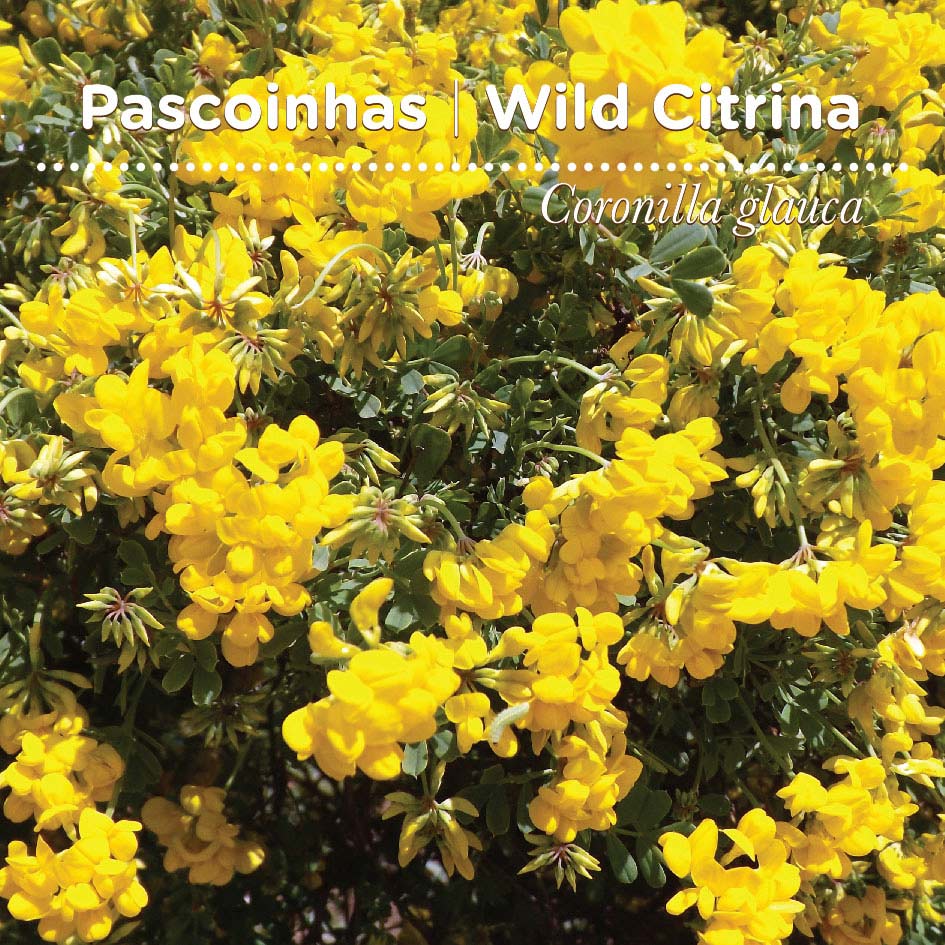 sementes pt tags 36 pascoinhas