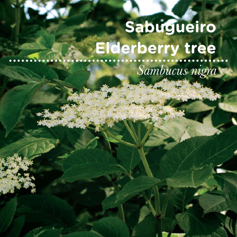 sementes pt tags 40 sabugueiro