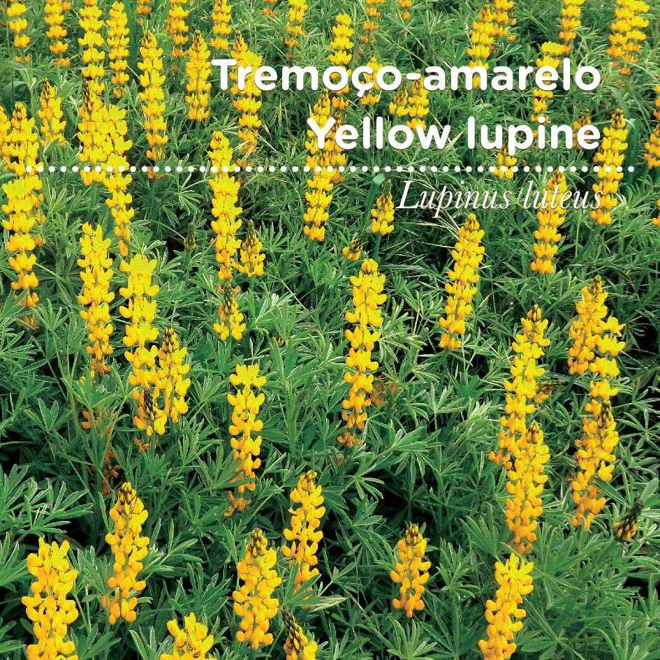 sementes pt tags 42 tremoao a