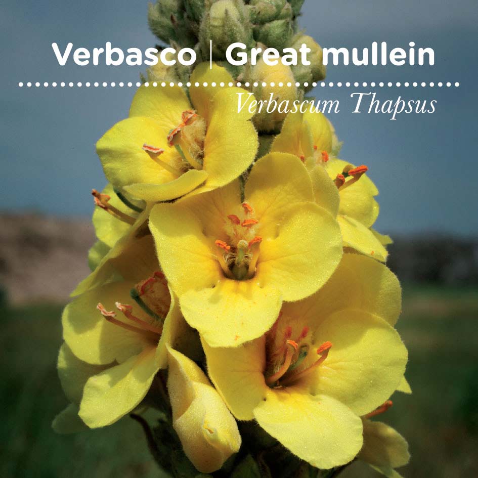 sementes pt tags 43 verbasco sementes pt tags 43 verbasco