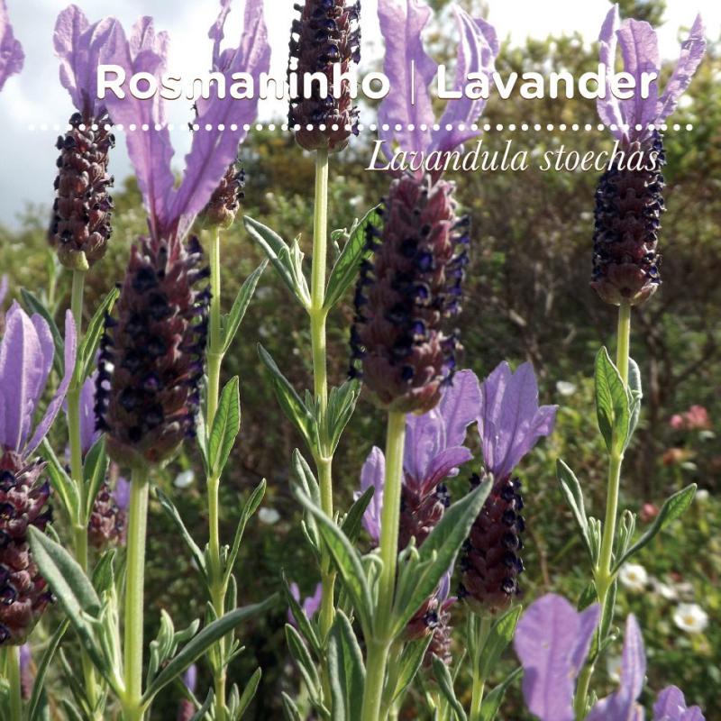 sementes pt tags 39 rosmaninho