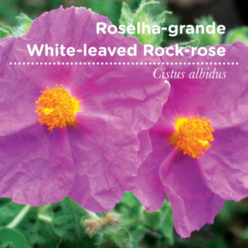 sementes pt tags 38 roselha sementes pt tags 38 roselha