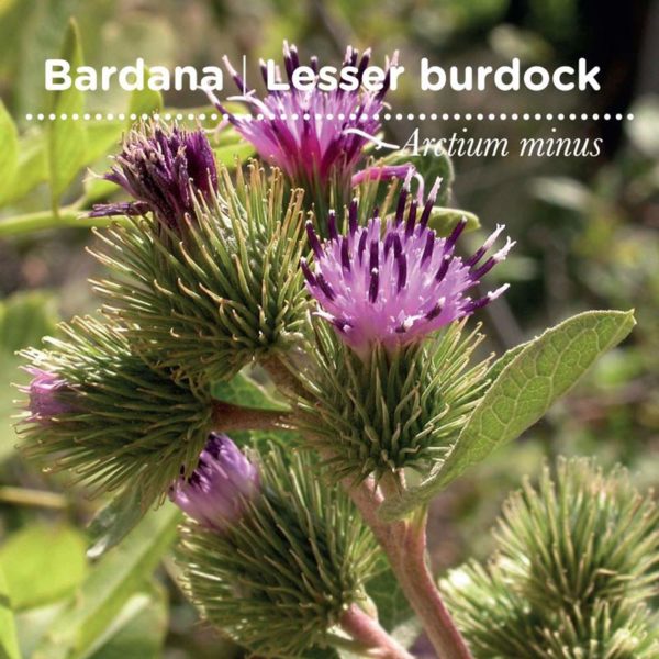 bardana