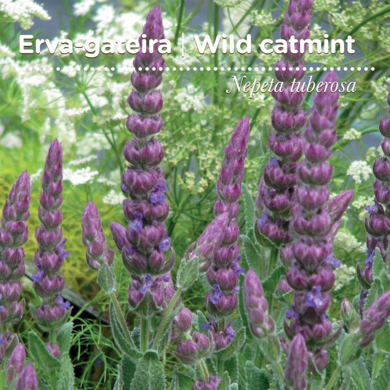 sementes pt tags cover 23 erva gateira 80x80 09 2016 sementes pt tags cover 23 erva gateira 80x80 09 2016