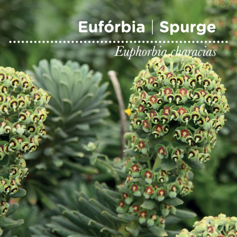 sementes pt tags cover 26 euforbia 80x80 09 2016