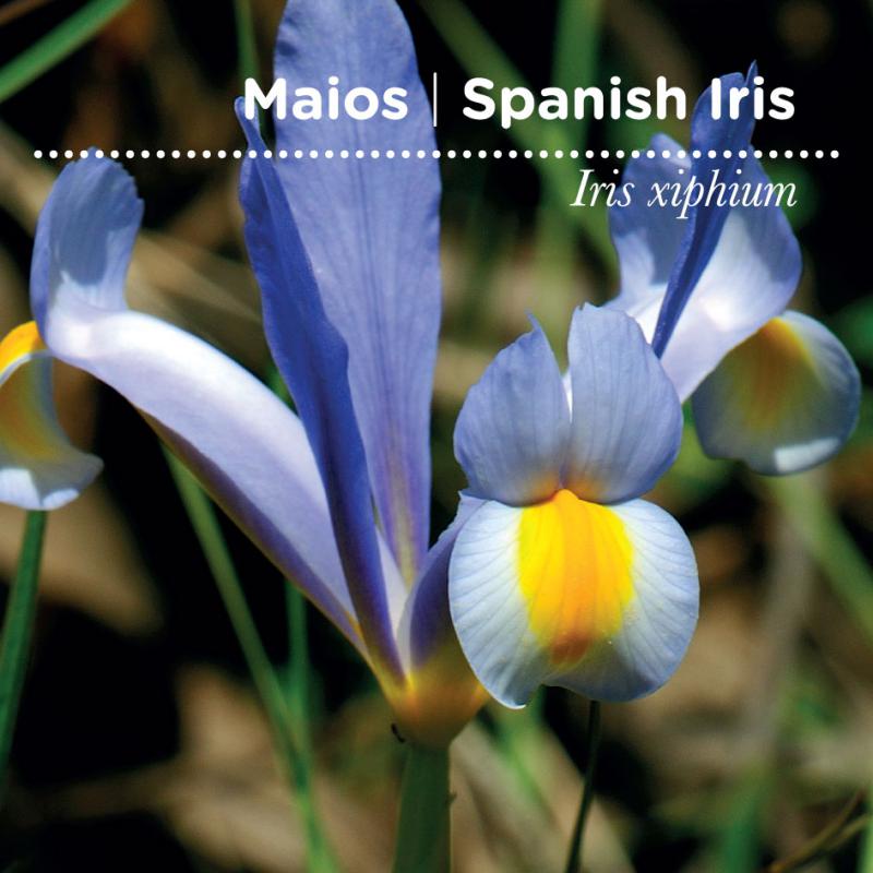 sementes pt tags cover 34 maios 80x80 09 2016