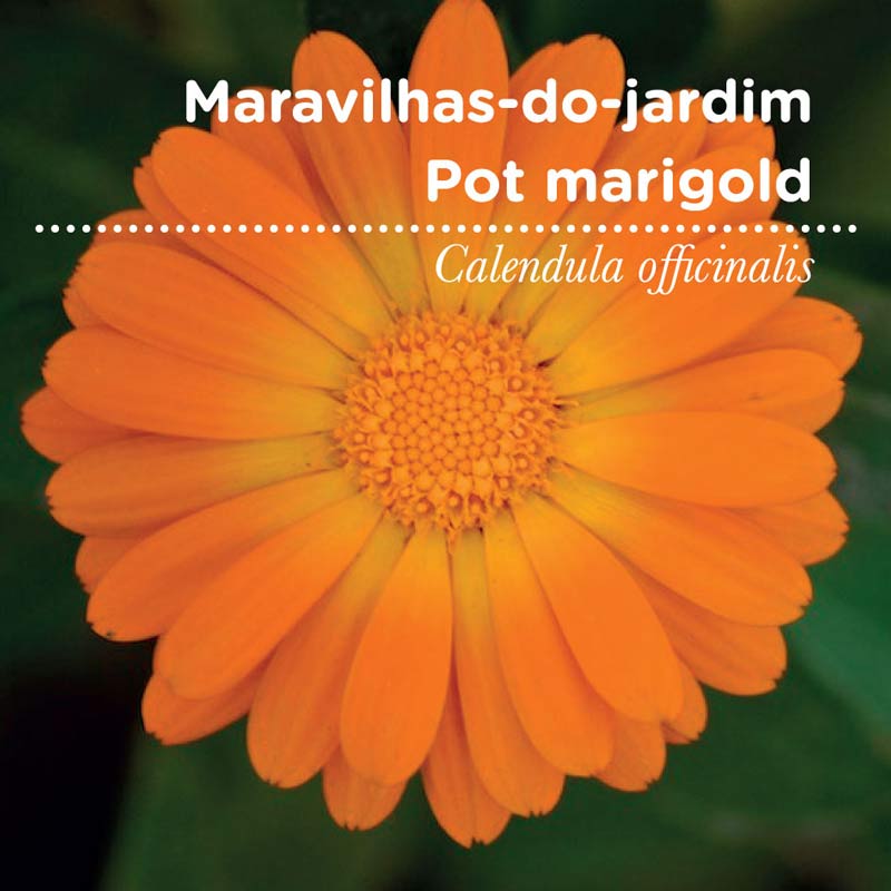 sementes pt tags cover 37 maravilhas 80x80 09 2016 sementes pt tags cover 37 maravilhas 80x80 09 2016