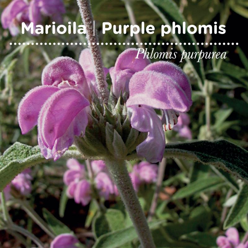 sementes pt tags cover 38 marioila 80x80 09 2016 02 sementes pt tags cover 38 marioila 80x80 09 2016 02