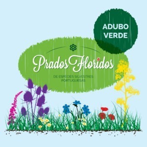 prados floridos 1000x1000 2019 09