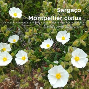 SementesPT Tags Web Cistus monspeliensis 80x80 edit 2023