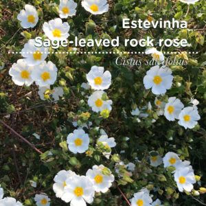 SementesPT Tags Web Cistus salvifolius 80x80 edit 2023