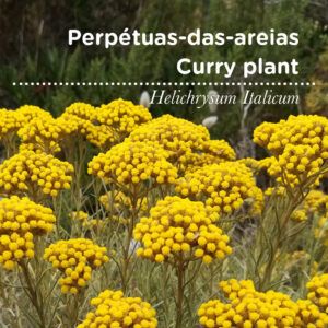 SementesPT Tags Web Helichrysum Italicum 80x80 edit 2023