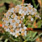 SementesPT 2023 Achillea milefolium