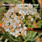 SementesPT Tags Web Achillea milefolium 80x80 edit 2023