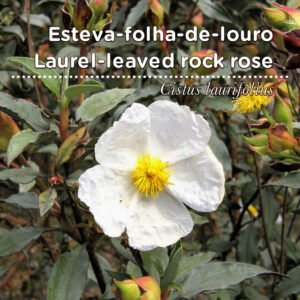 A10 SementesPT Tags Web Cistus laurifolius 80x80 edit 2023