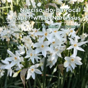 A19 SementesPT Tags Web Narcissus papyraceus 80x80 edit 2023