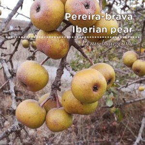 A21 SementesPT Tags Web Pyrus bourgeana 80x80 edit 2023